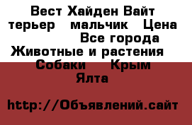 Вест Хайден Вайт терьер - мальчик › Цена ­ 35 000 - Все города Животные и растения » Собаки   . Крым,Ялта